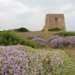 La marina di Torre Pozzelle. Qui il rudere di una torre d'avvistamento aragonese del 500 (conosciuta come "Torre Sgarrata") si staglia sulla colorata e lussureggiante macchia mediterranea